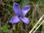 Gentianaceae - hořcovité